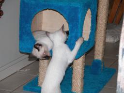 kittens - 071007 15